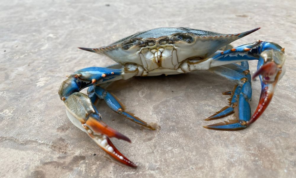 Why Baltimore Is the Crab Capital of the East Coast